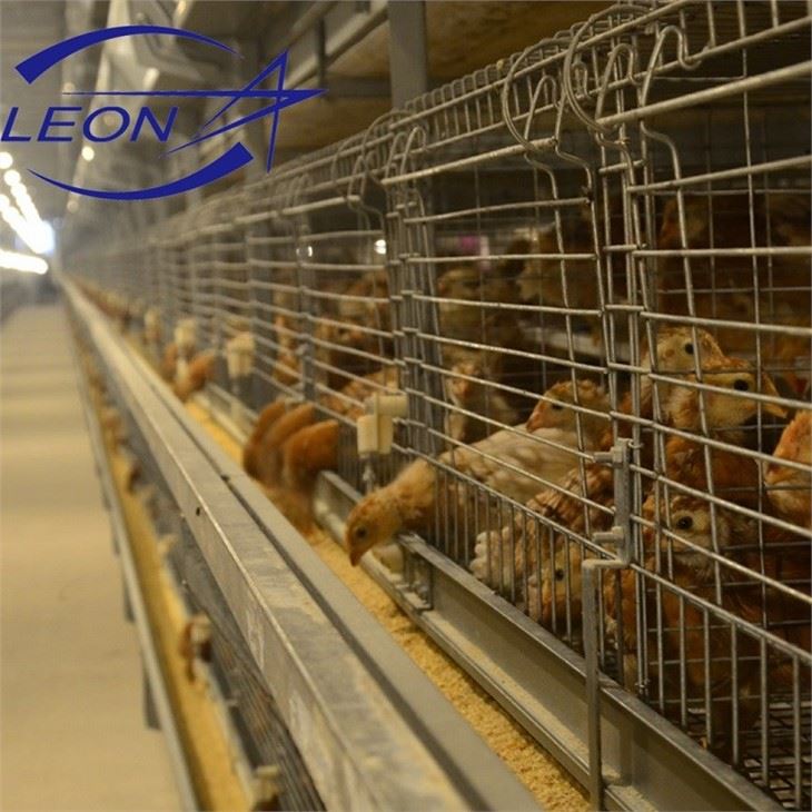 Chicken Cages For Breeders Hens