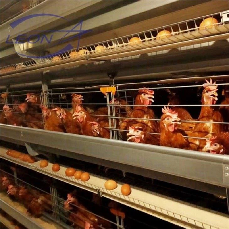 poultry cage system