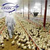 Dây chuyền nạp thức ăn chăn nuôi tự động cho gà thịt