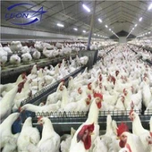 Thiết bị chăn nuôi gà giống