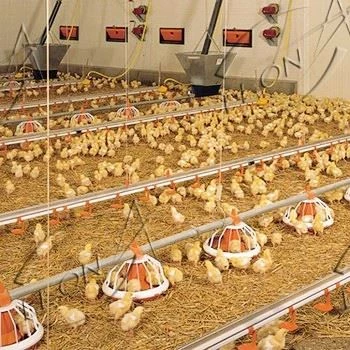 High Quality Automatic Broiler Pan Feeding System