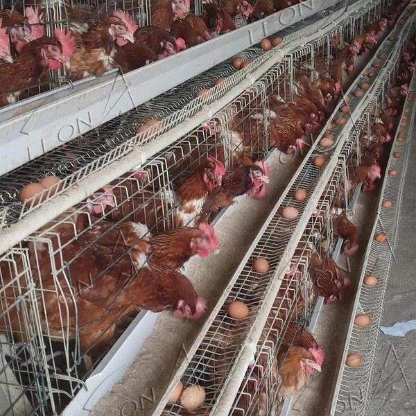 Poultry Equipment Price Layer Cage System In Animal Cages Poultry Equipment Price Layer Cage System In Animal Cages