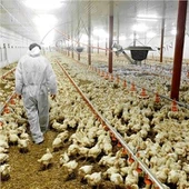 Giá thiết bị trang trại chăn nuôi gia cầm tự động có giấy chứng nhận CE