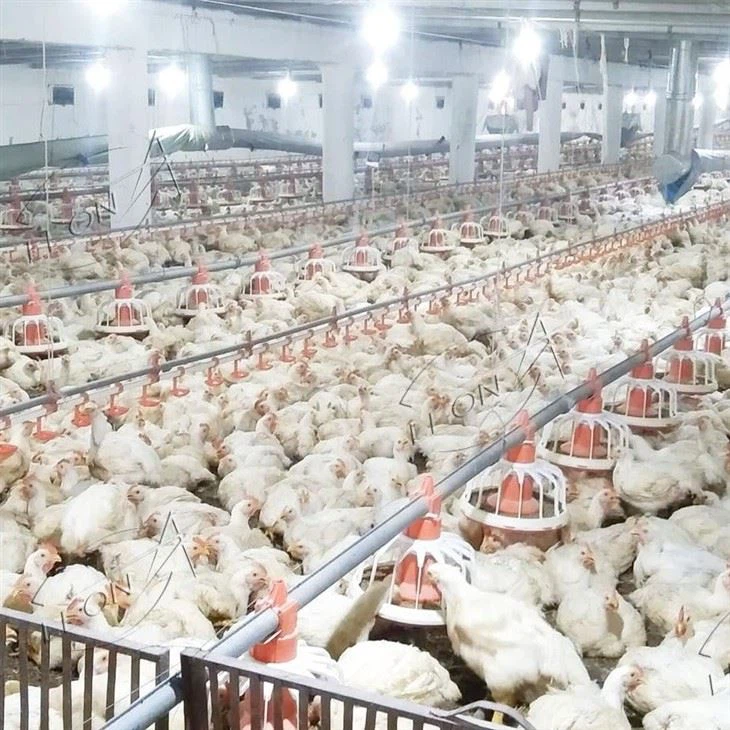 Broiler Chicken Raising System