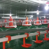 Máy cấp liệu gia cầm tự động cho trang trại gà thịt