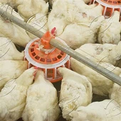 Hệ thống cho ăn khay tự động